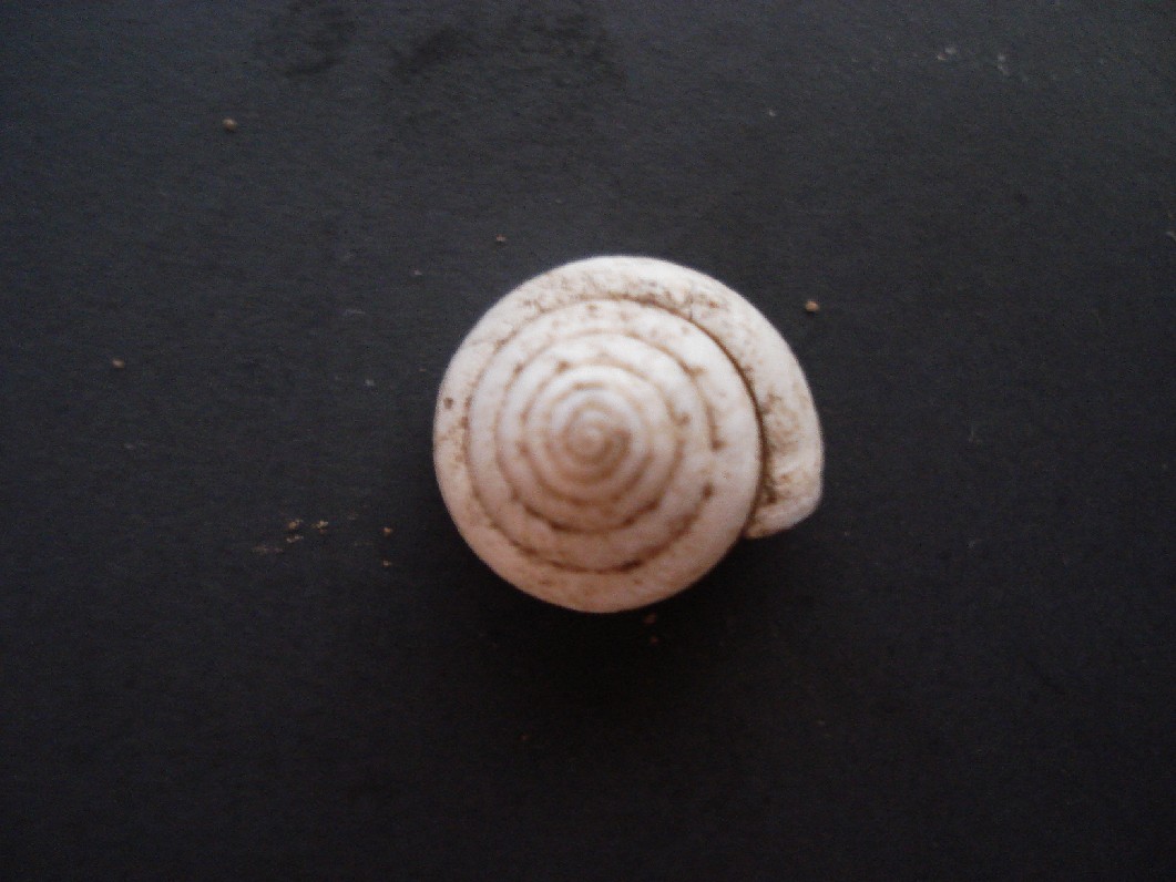 gasteropode difficile da identificare